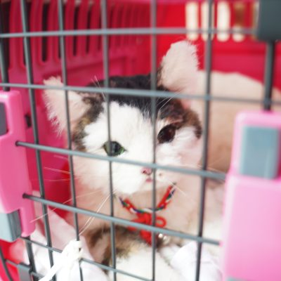 猫のリアルオーダーぬいぐるみ