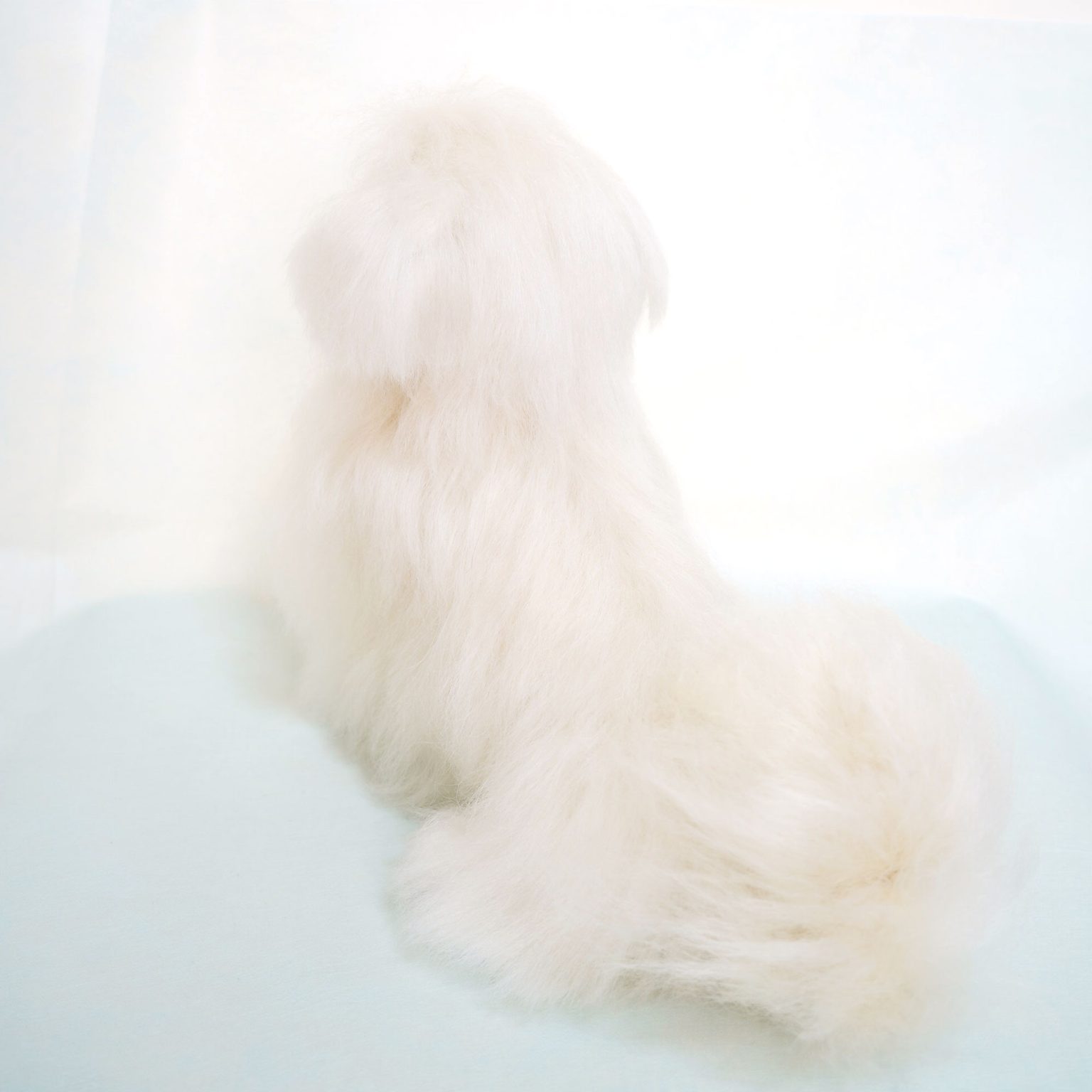 マルチーズ　愛犬オーダー　 ぬいぐるみ1