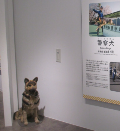 博物館展示用ぬいぐるみ_ジャーマンシェパード