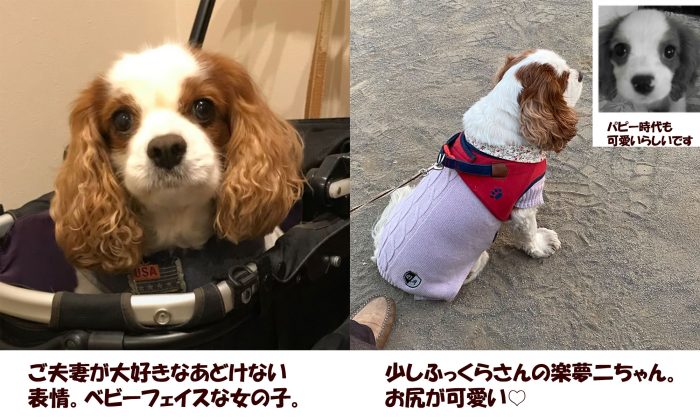 キャバリアの楽夢二ちゃん